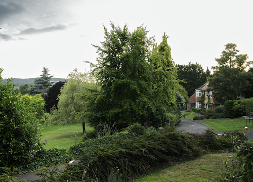 Nature at Bristol campus