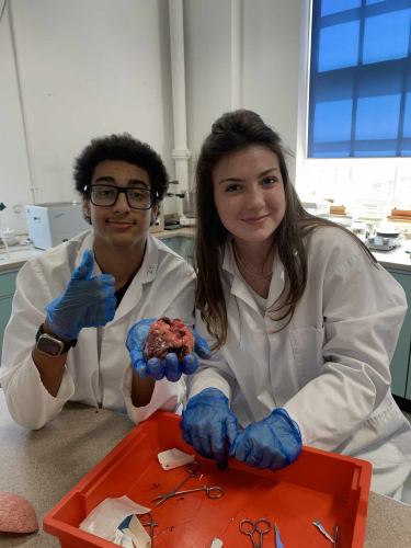 Heart dissection a biology practical on Academic Summer's summer medicine program for students age 14-17